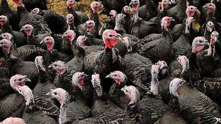 Cork farmer warns of Christmas turkey shortage if more cases of bird flu occur