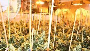 Man (50s) arrested after over €137k of cannabis seized in Co Louth