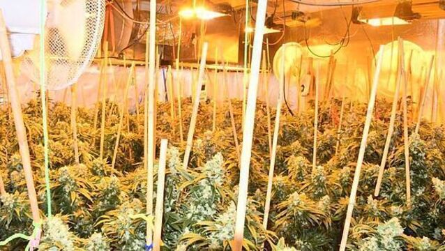 Man (50s) arrested after over €137k of cannabis seized in Co Louth