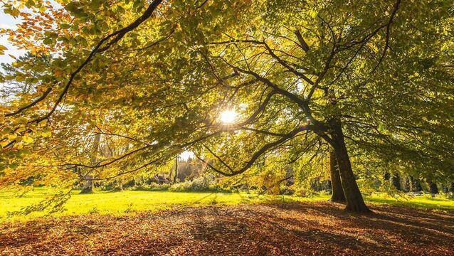 Two Kildare forests among State's Top 20
