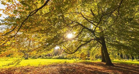 Two Kildare forests among State's Top 20