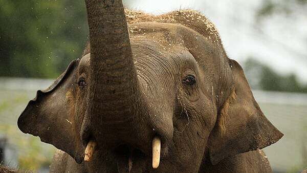 Dáil hears allegations of sexual harassment and animal deaths at Dublin Zoo