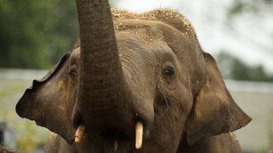 Losses at Carton House hotel in Kildare rise 36% to €3.5m Losses at Carton House hotel in Kildare rise 36% to €3.5m