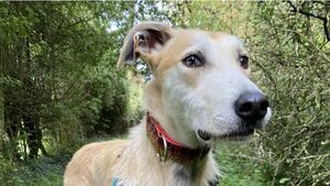 Kildare Rescue Tails: Christmas Fair returns