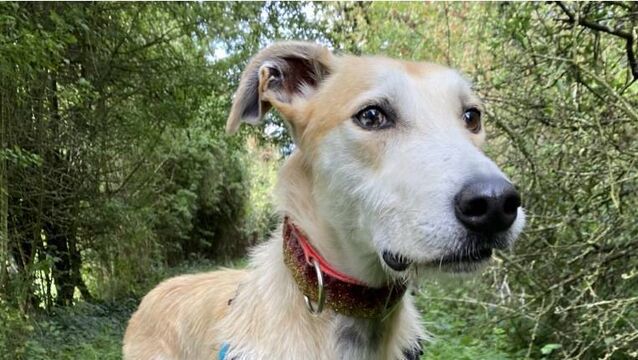 Kildare Rescue Tails: Christmas Fair returns