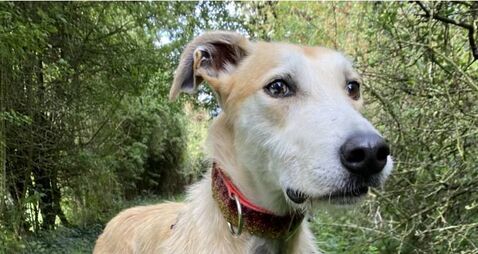 Kildare Rescue Tails: Christmas Fair returns