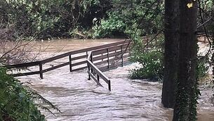 ‘Concern’ at three bird flu outbreaks early in high risk period – Minister ‘Concern’ at three bird flu outbreaks early in high risk period – Minister