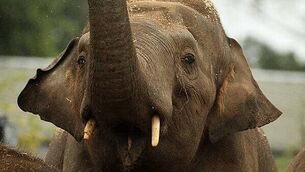 Man armed with knife and metal bar for 'moral support' to co-accused of murdering father-of-two is jailed