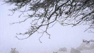 Jury in sexual abuse trial told counsel need to adapt how they communicate with deaf complainant