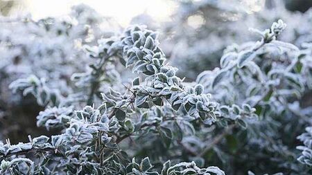 Status yellow low temperature and ice warning issued for 10 counties