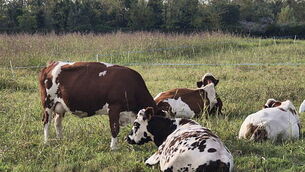 Ireland to play Czechia in World Cup play off semi-final Ireland to play Czechia in World Cup play off semi-final