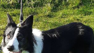 <p>Sláinte</p> <p>Sláinte</p>