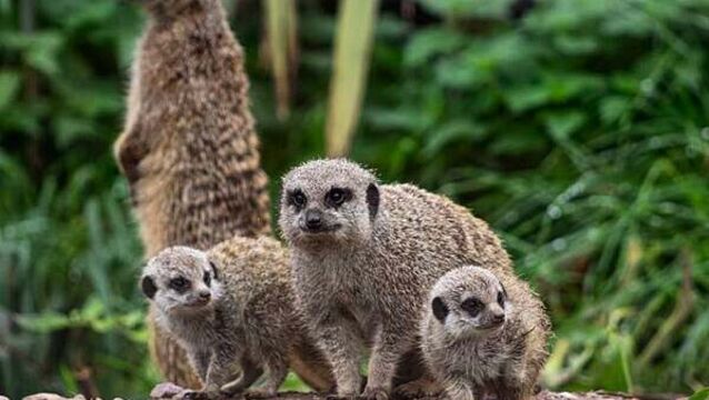 Fota Wildlife Park announces birth of two meerkat pups