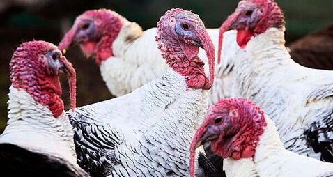Bird flu confirmed in flock of 30,000 turkeys in Co Laois