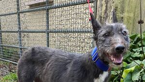 Kildare Rescue Tails: Cassie loves a cuddle