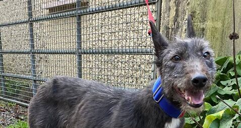 Kildare Rescue Tails: Cassie loves a cuddle