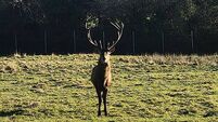 Gardaí issue appeal following decapitation of stag in Co Dublin