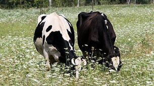 Alan Shatter accuses Dublin City Council of going 'full-on Nazi' over proposal to change name of Herzog Park