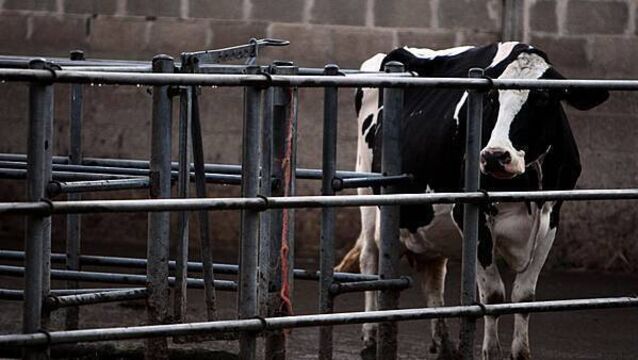 Further bluetongue cases confirmed in Co Down herd