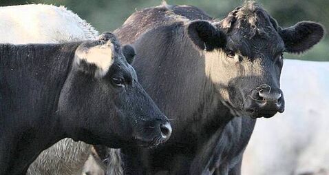 Bluetongue suspected in second herd in Co Down