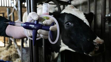 Royal Ulster Winter Fair cattle classes cancelled over bluetongue disease