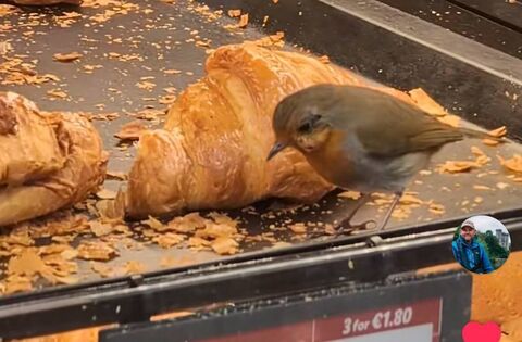 Robin video in Kildare shop goes viral  - News - Kildare Nationalist