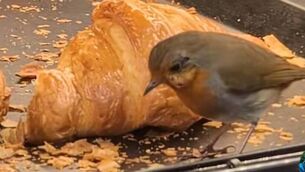 <p>Brunch for the little Robin. Video by Cliff - BoatTrips.ie TikTok</p> <p>Brunch for the little Robin. Video by Cliff - BoatTrips.ie TikTok</p>