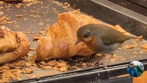 Robin video in Kildare shop goes viral