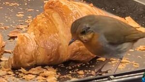 WATCH: Robin video in Kildare shop goes viral