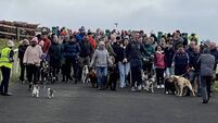 Dog Walk returns to Curragh on Sunday