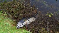 Miles upstream, a dead dolphin on Carlow shore