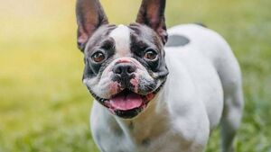 Alleged Athy arson related to missing dog court hears 