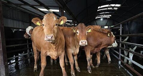 Illegal movement of cattle across Irish border led to 2004 probe, files show