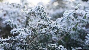 Met Éireann warns of severe frost into the New Year