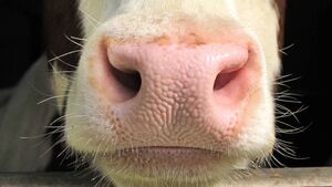 €40m allocated to Kildare farmers in 2025