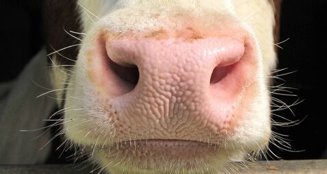 €40m allocated to Kildare farmers in 2025