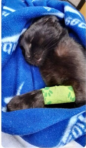 The poor cat had to be put down The poor cat had to be put down