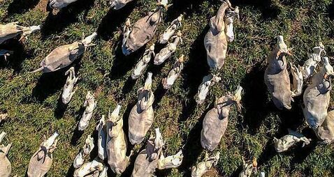 Farmers say hormone found in Brazilian beef should be ‘red line’ on trade deal