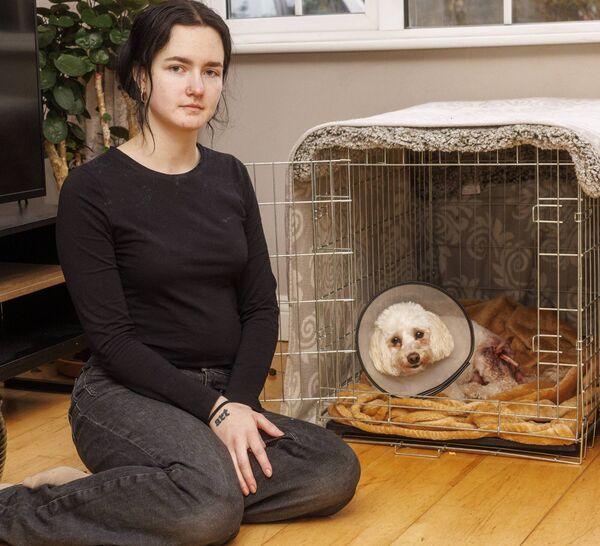 Stella, the Cockapoo Bichon mix pictured at home with her owner Kotrina Cioladis Photo: Michael O’Rourke Photography