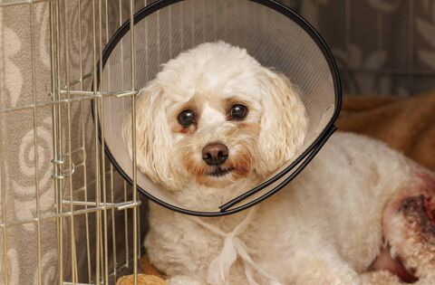 Woman recounts horrific attack on her dog Stella in Carlow town - News - Kildare Nationalist