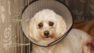 Woman recounts horrific attack on her dog Stella in Carlow town