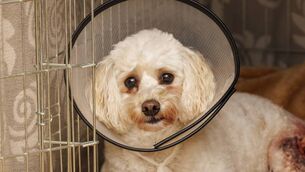 <p>Stella is now recovering at home after being attacked by a loose dog </p> <p>Stella is now recovering at home after being attacked by a loose dog </p>