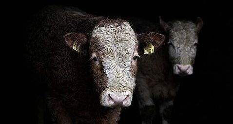 Taoiseach welcomes reopening of Irish beef exports to China