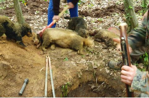 Disturbing photos of badger hunting have circulated online, catching the attention of Senator Fiona O'Loughlin