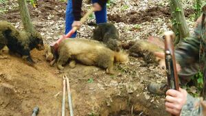 Disgust at badger hunting as horrific photos appear online