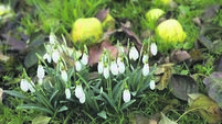 Garden lovers invited to ‘Snowdrop Time’
