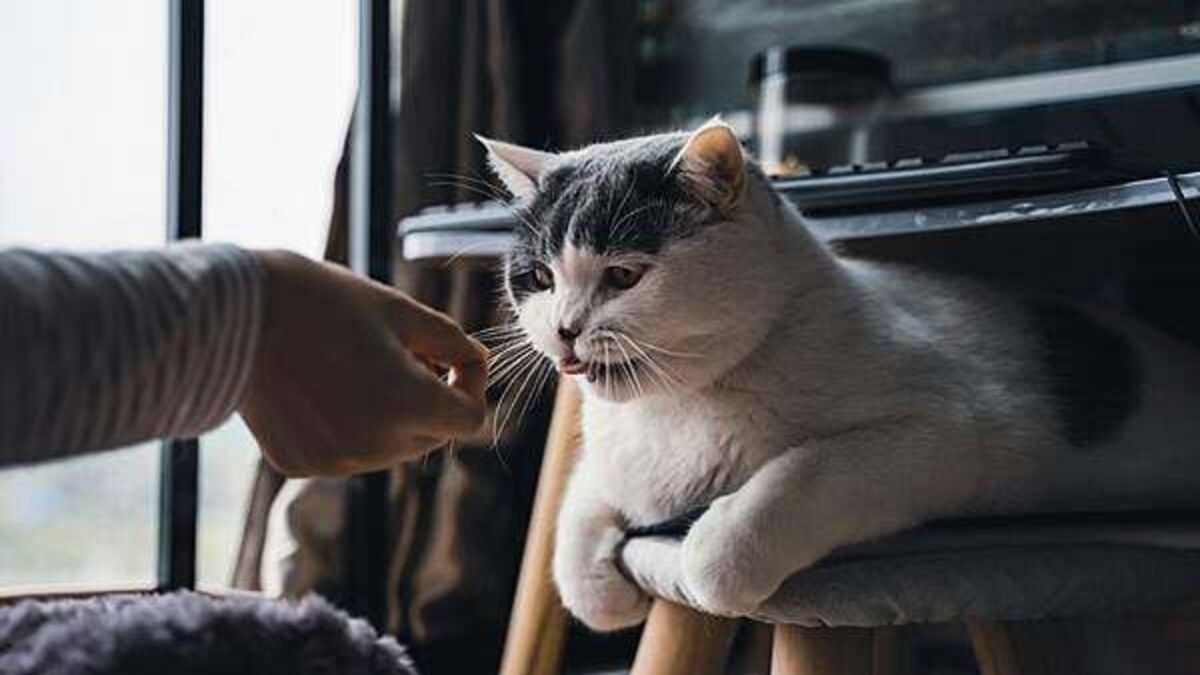 Death of a pet can be as distressing as losing a person, research shows
