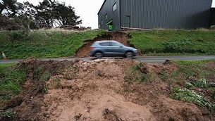 DSPCA reports surge in multiple breeds of teenage dogs being surrendered DSPCA reports surge in multiple breeds of teenage dogs being surrendered