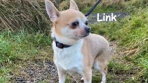 Kildare Rescue Tails: Little Link in need of new home