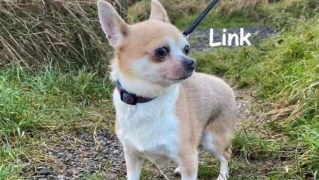 Kildare Rescue Tails: Little Link in need of new home